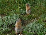 Ground Squirrels
